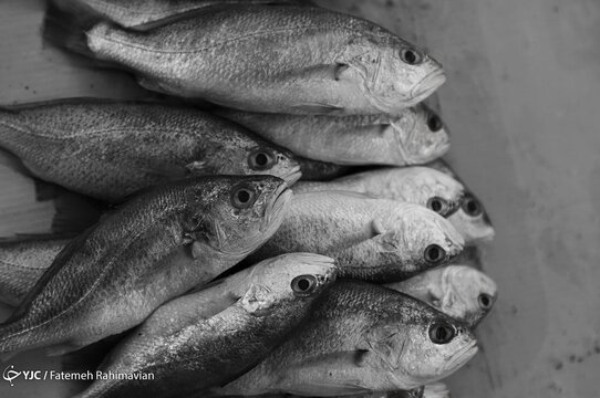صید ماهی با برق در تالاب شادگان
