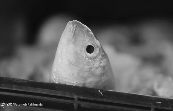 صید ماهی با برق در تالاب شادگان