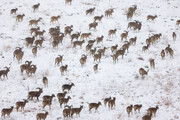 تصاویری زیبا از جست و خیز حیوانات پارک ملی توران در یک روز برفی | ببینید