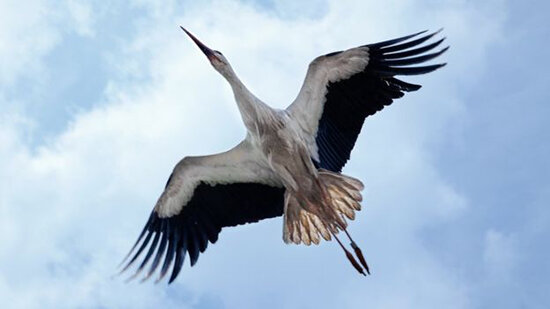 وقتی حیوانات هم جاسوس می شوند | عکس