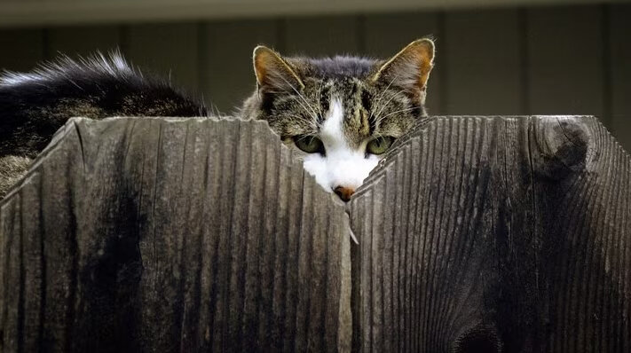 وقتی حیوانات هم جاسوس می شوند | عکس