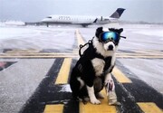 سگ ها باند فرودگاه مهرآباد را بستند!