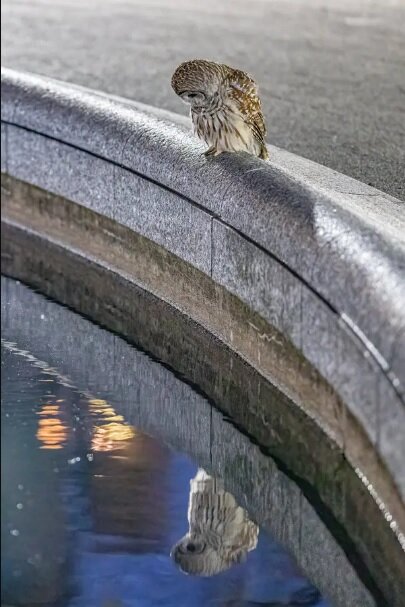 فرار رازآلود جغد معروف باغ وحش نیویورک |  چه کسی جغد معروف را از قفس آزاد کرده است؟ | پای انجمن حمایت از حیوانات در میان است؟