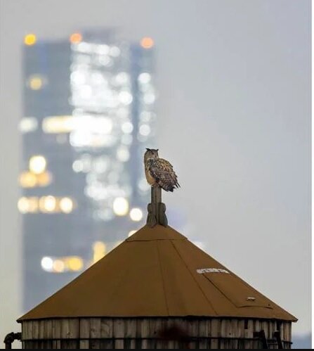 فرار رازآلود جغد معروف باغ وحش نیویورک |  چه کسی جغد معروف را از قفس آزاد کرده است؟ | پای انجمن حمایت از حیوانات در میان است؟