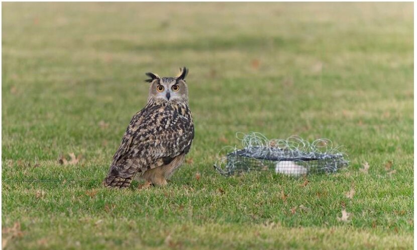 فرار رازآلود جغد معروف باغ وحش نیویورک |  چه کسی جغد معروف را از قفس آزاد کرده است؟ | پای انجمن حمایت از حیوانات در میان است؟