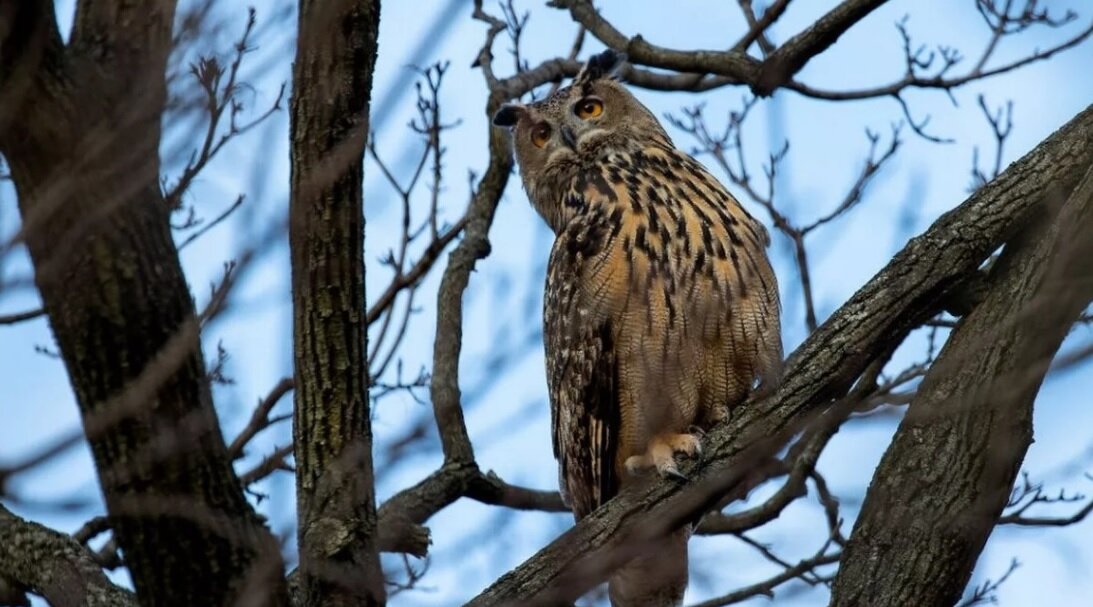 جغد معروف باغ وحش نیویورک