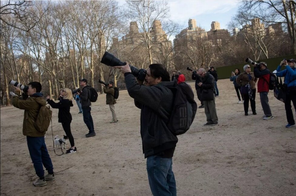 فرار رازآلود جغد معروف باغ وحش نیویورک |  چه کسی جغد معروف را از قفس آزاد کرده است؟ | پای انجمن حمایت از حیوانات در میان است؟