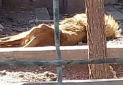 توضیحات مسئول باغ وحش مشهد درباره یک تصویر جنجالی: این شیر دارای تیپ بدنی لاغر است !