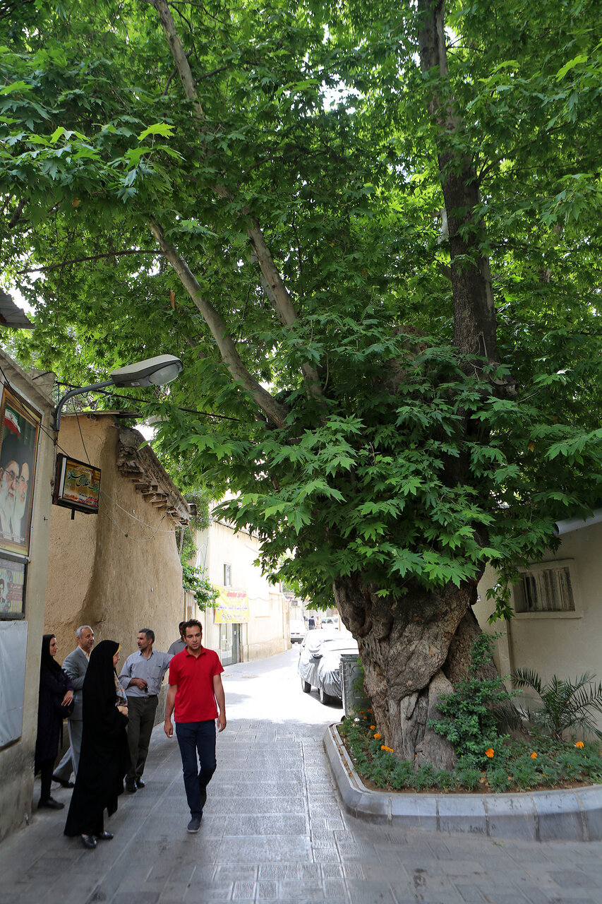 روایتگران خاموش تاریخ محله جماران