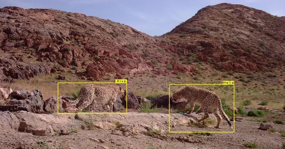 تصاویری دیدنی از هیوا، یوزپلنگ ماده بعد از ۳ سال بی خبری | ببینید