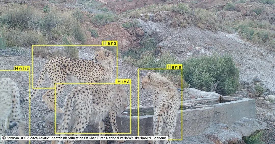 تصاویری دیدنی از هیوا، یوزپلنگ ماده بعد از ۳ سال بی خبری | ببینید