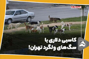 کاسبی دلاری با سگ‌های ولگرد تهران!
