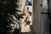 سگ‌های ولگرد درکه، دربند و دارآباد جمع‌آوری می‌شوند | نزدیک شدن سگ‌های پرسه‌زن به مدارس