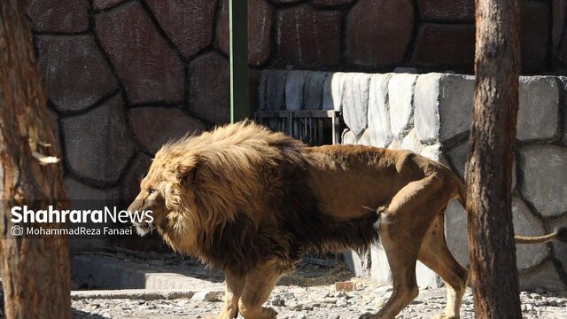 عکسهای تازه از وضعیت شیر بیمار باغ وحش مشهد