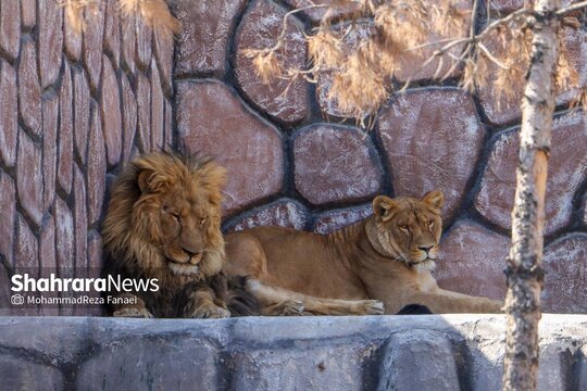 عکسهای تازه از وضعیت شیر بیمار باغ وحش مشهد