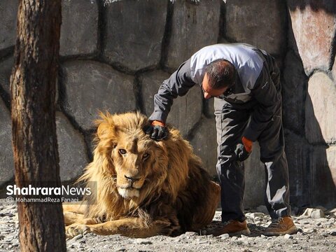 عکسهای تازه از وضعیت شیر بیمار باغ وحش مشهد