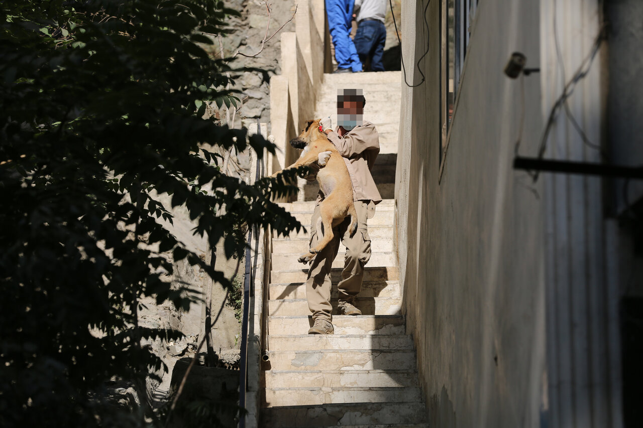 کاسبی با سگهای ولگرد | داستان موتورسواری که به خاطر سگ جانش را از دست داد | این مناطق بیشترین سگ ولگرد را دارند