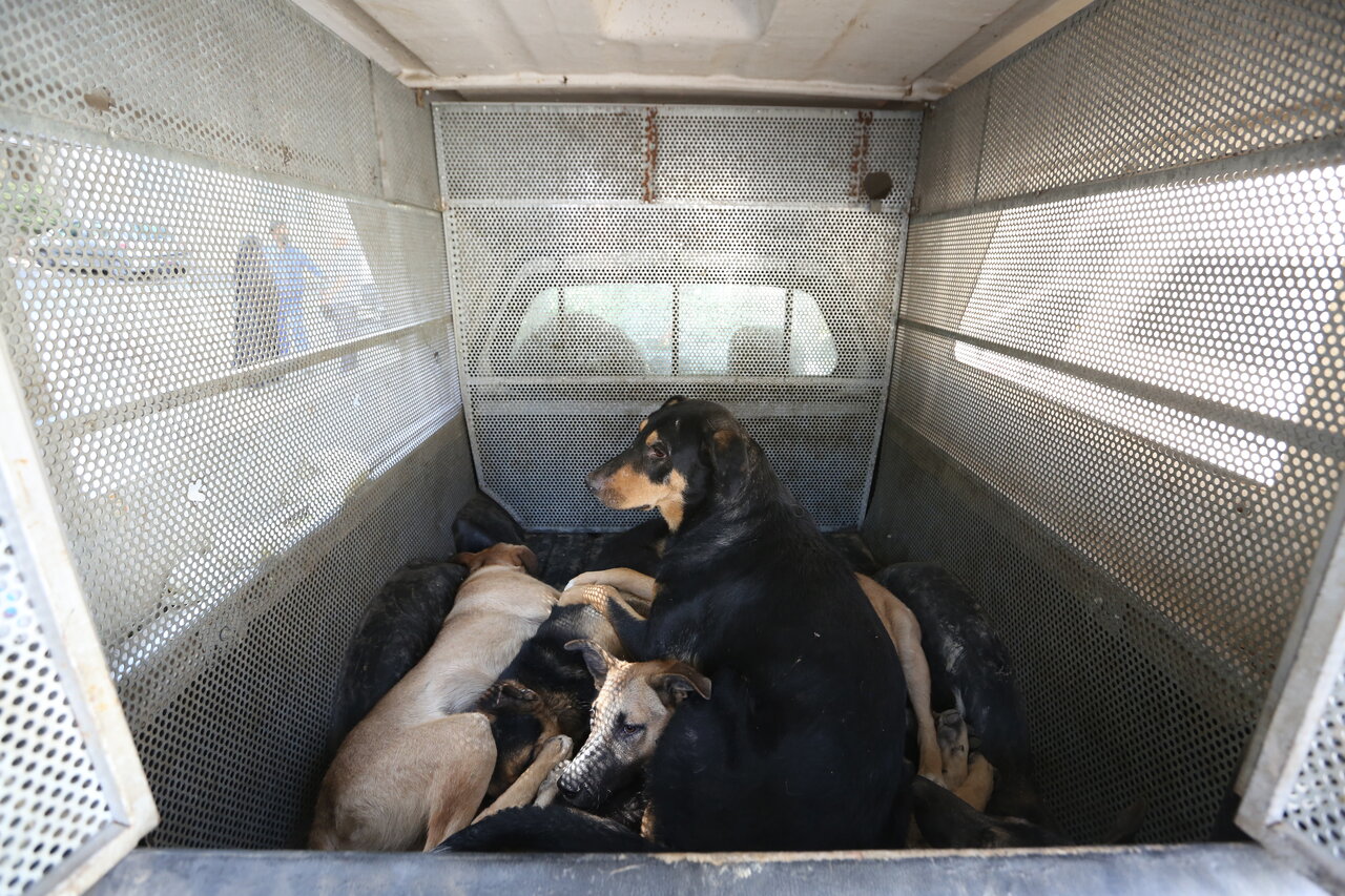 کاسبی با سگهای ولگرد | داستان موتورسواری که به خاطر سگ جانش را از دست داد | این مناطق بیشترین سگ ولگرد را دارند