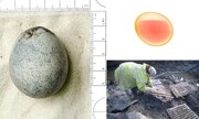 کشف تخم مرغ ۱۷۰۰ ساله سالم با بقایای زرده و سفیده و با بوی بد