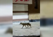 پرسه شبانه گرگ ها در خیابان های خرم آباد! + فیلم