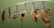 پروانه‌ها از دوران کرمی خودشان خاطره دارند!