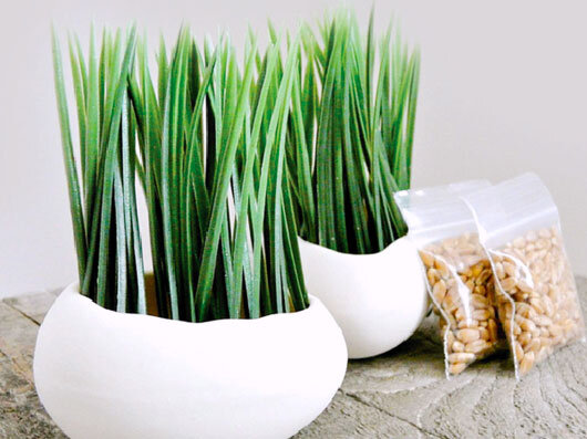 آموزش تصویری سبز کردن سبزه گندم مرحله به مرحله ؛ سبزه گندم چند روزه سبز می شود ؟ | با این ترفند سبزه گندم کپک نمیزند + ویدئو