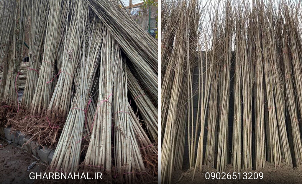 آخرین فرصت برای خرید نهال صنوبر از نهالستان برتر کشور