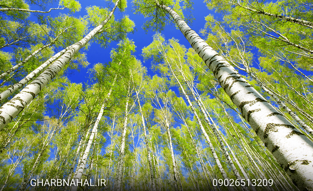 آخرین فرصت برای خرید نهال صنوبر از نهالستان برتر کشور