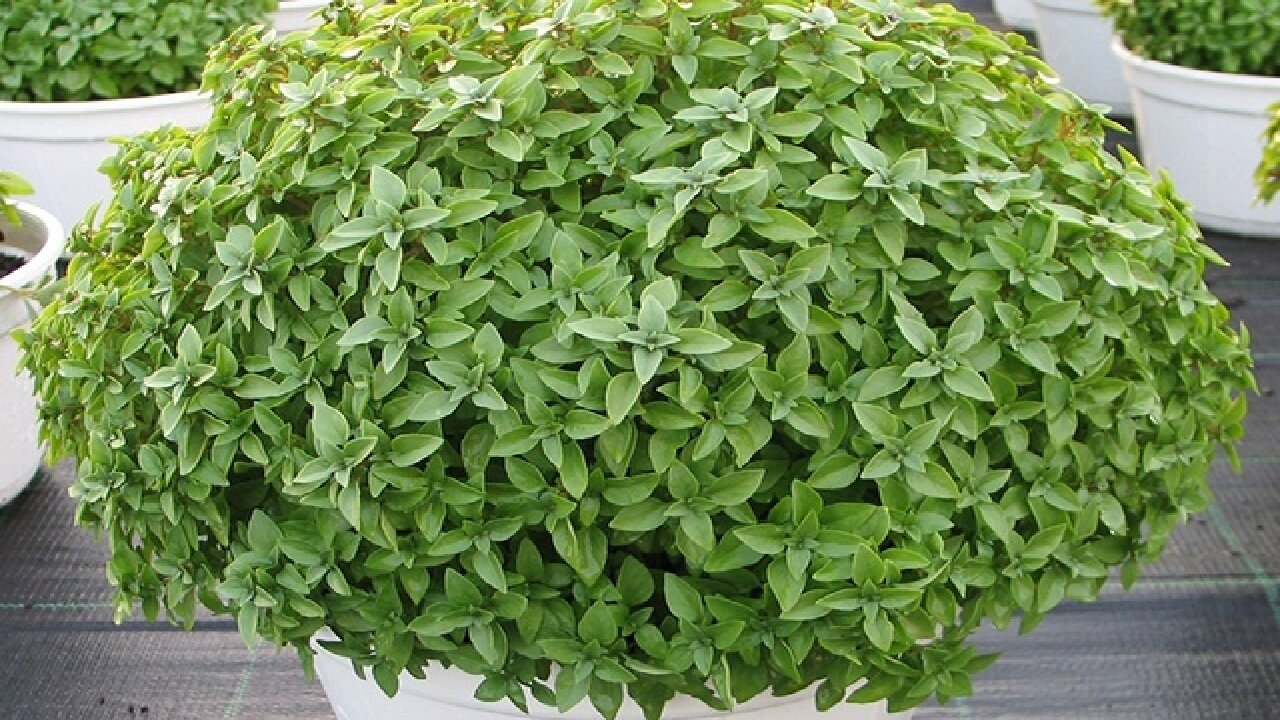 روش کاشت یک سبزه هیجان انگیز برای عید نوروز | سبزه ریحان چند روزه سبز میشود؟