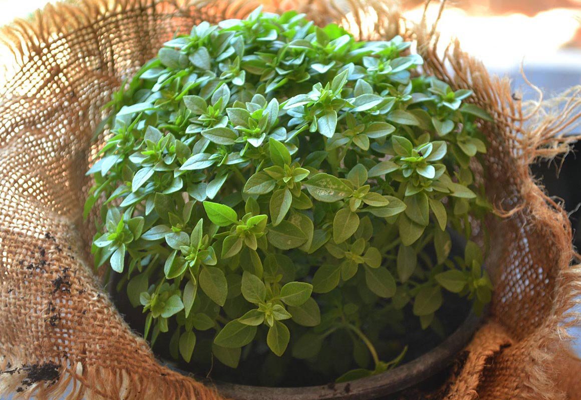 روش کاشت یک سبزه هیجان انگیز برای عید نوروز | سبزه ریحان چند روزه سبز میشود؟