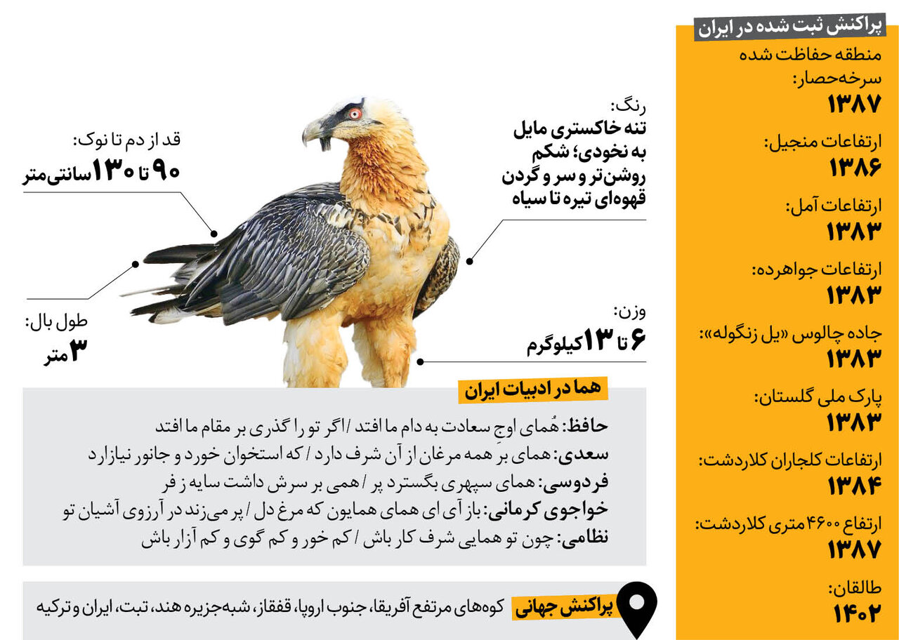 پاسخ به انتقادها از نامگذاری یک «لاشخور» به عنوان همای سعادت | «هما» چند بار در ایران دیده شده است؟ | معده هما استخوان گاو را هم هضم میکند !