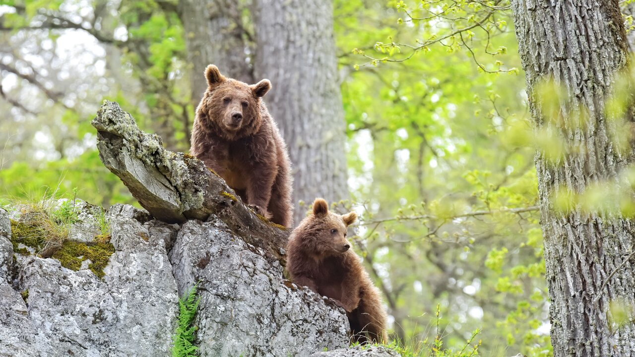 خرس قهوه ایی - عکاس: حامد تیزرویان