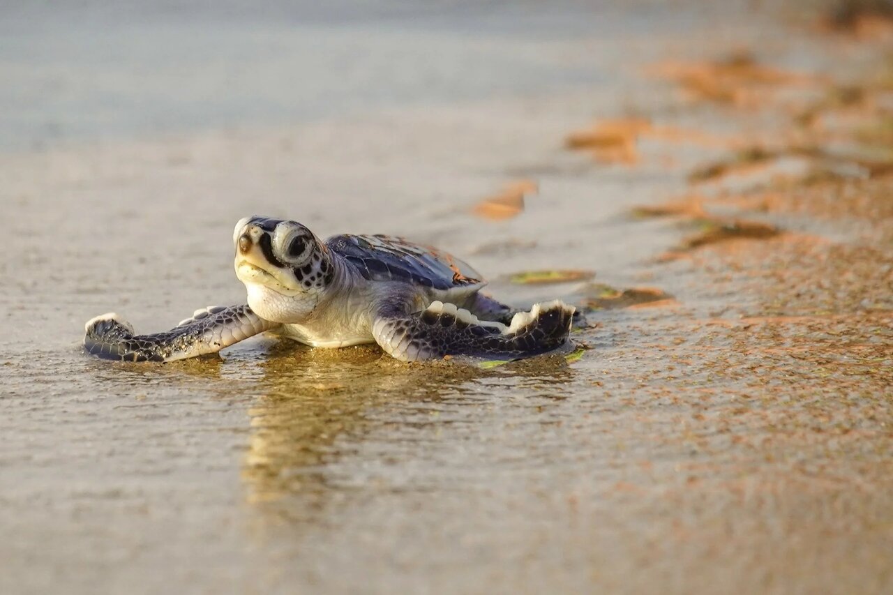 چند واقعیت شگفتانگیز درباره برخی حیوانات ریز و درشت طبیعت