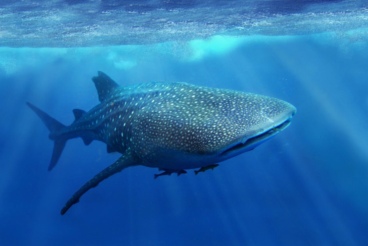 چند واقعیت شگفتانگیز درباره برخی حیوانات ریز و درشت طبیعت