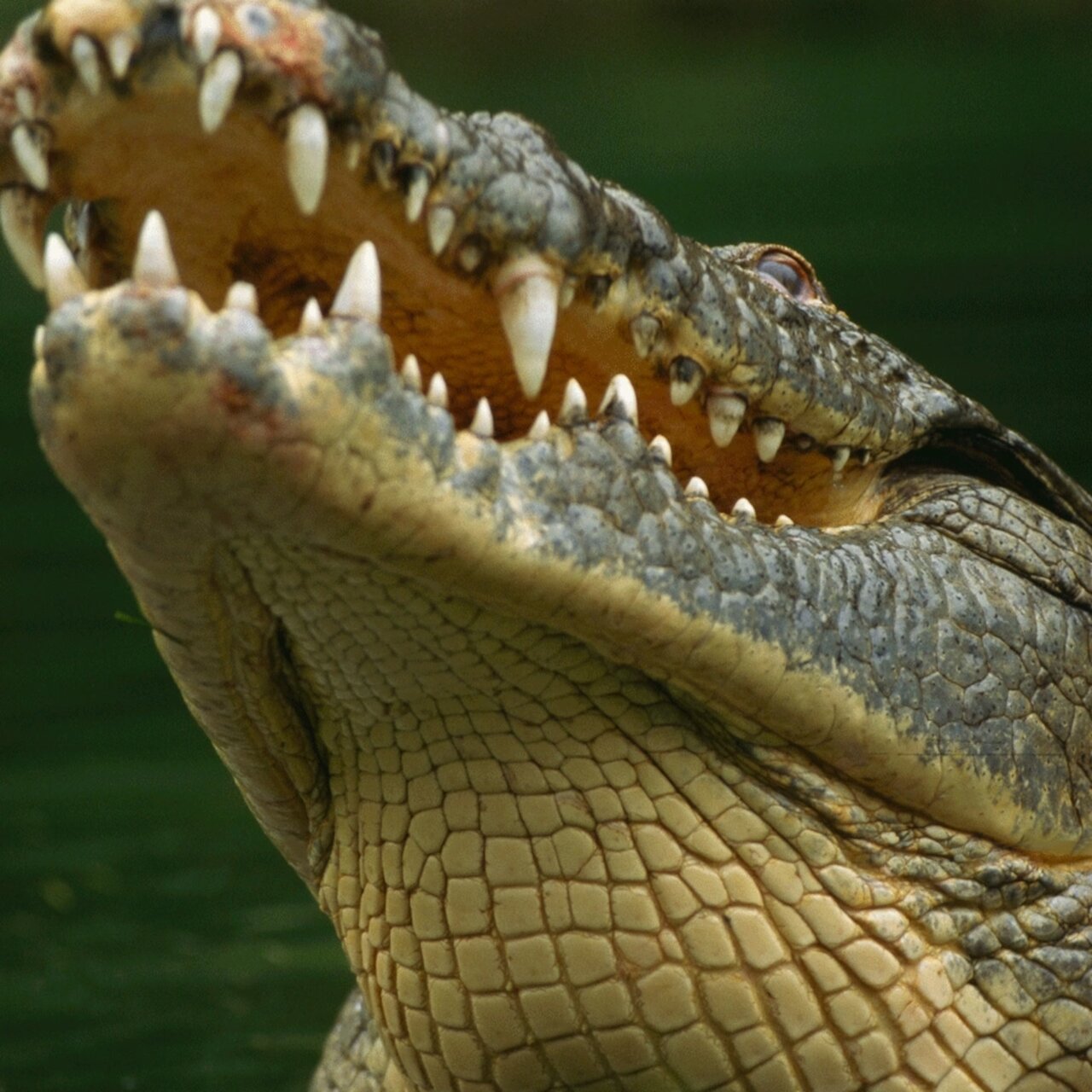 چند واقعیت شگفتانگیز درباره برخی حیوانات ریز و درشت طبیعت