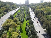 ۵ اتفاقی که شهرداری تهران پای درختان ایستاد | دیه قطع درختان شهر کجا هزینه شد؟