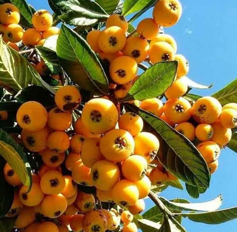 ازگیلیه گیلی گیلیه! | چرا این میوه بین تهرانیها طرفدار ندارد؟