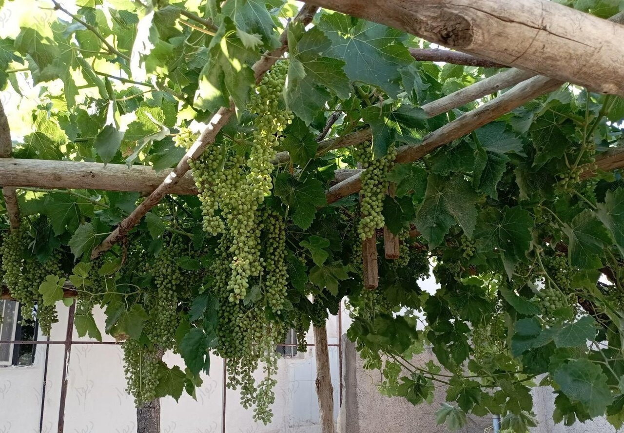 درخت خانگی دوسر سود | میوه تاریخی و مشهور تهران