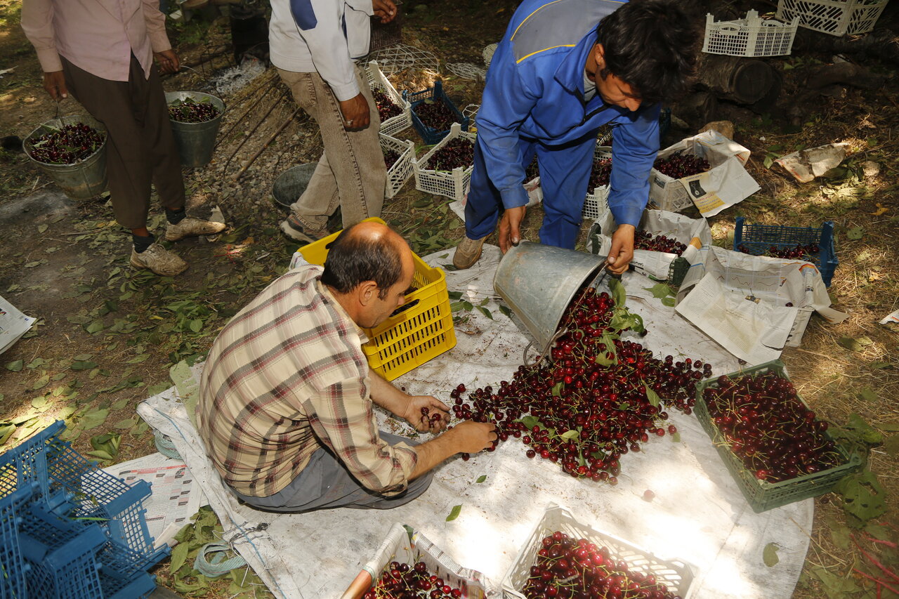 در جست‌وجوی رد شکوفه‌ها؛ از کند علیا تا بازار کشورهای عربی