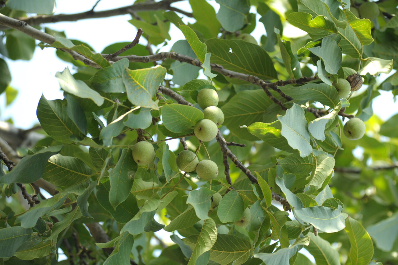 حقایقی درباره جوز مرغوب جوزستان