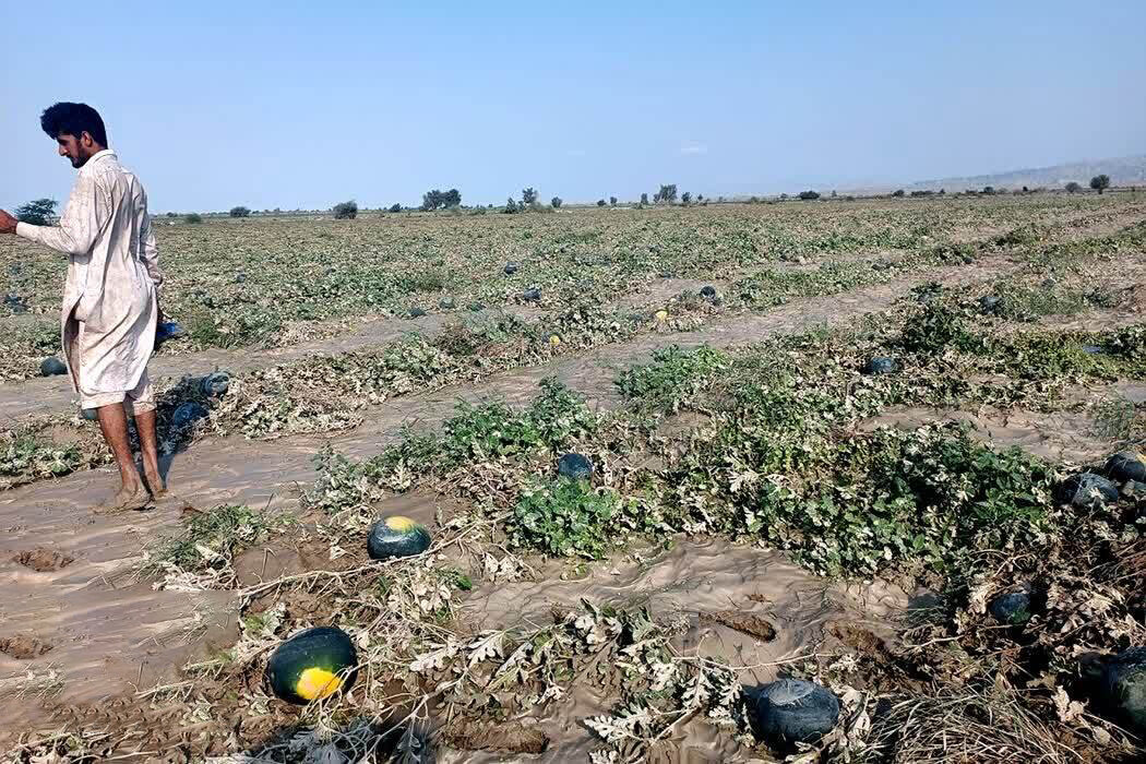 خسارت‌های سیل به بخش کشاورزی سیستان و بلوچستان