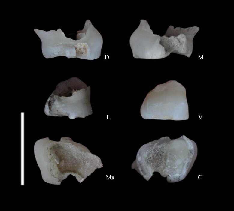 کهن‌ترین دندان شیری انسان نئاندرتال را یافتیم