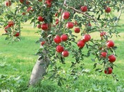 یادش به‌خیر! سیب قرمز شمیران | چگونه این میوه به مراسم نخل‌گردانی راه یافت؟