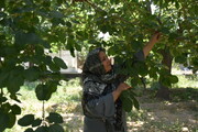 این میوه‌ کام تهرانی‌ها را شیرین می‌کند | اولین درختی که در بهار جوانه می‌زند
