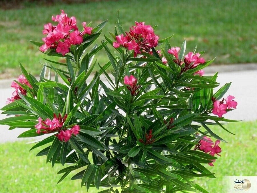 حکایت درختچه عجیبی که در تهران قدیم کاشته میشد | «سگکشی» با برگهای خرزهره