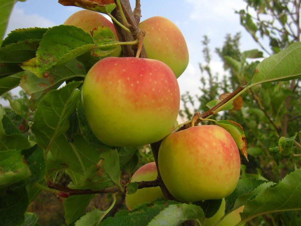 یادش به‌خیر! سیب قرمز شمیران | چگونه این میوه به مراسم نخل‌گردانی راه یافت؟