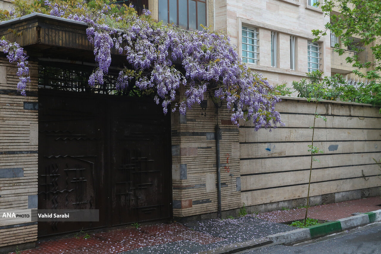 عطر خوش اقاقیا؛ هدیه به همسایهها