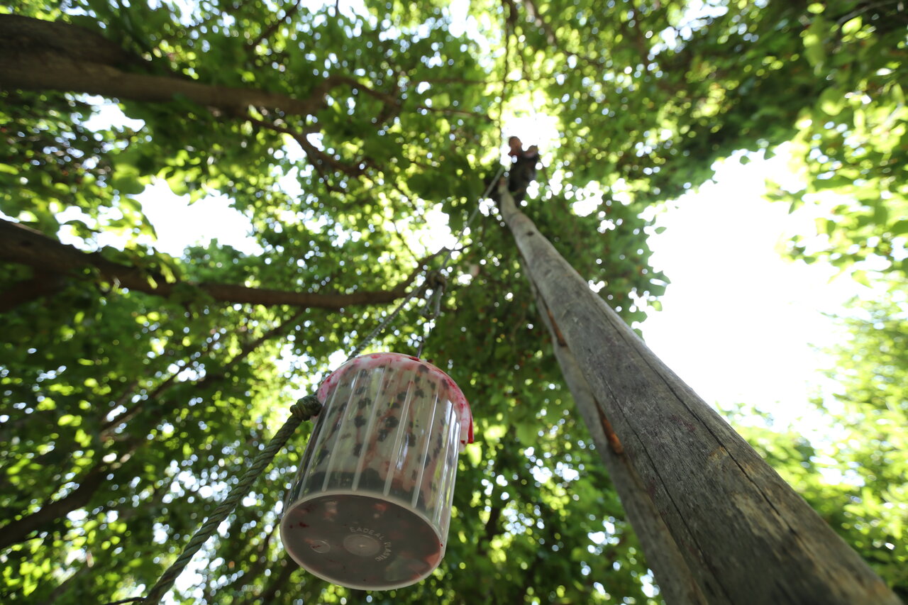 شاهمیوه خوشرنگ و گرانقیمت در کوهستانهای پایتخت