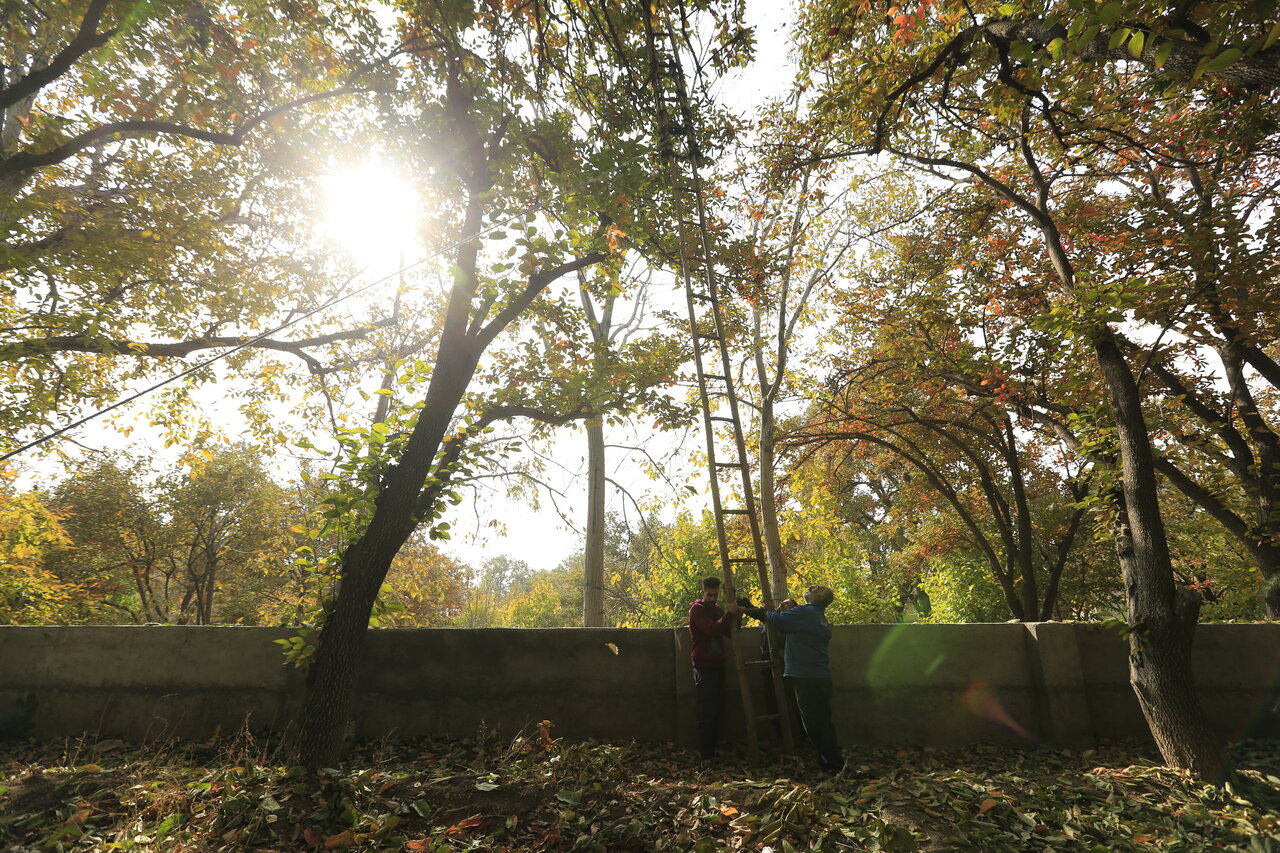 در باره قدیمیترین میوه دنیا در تهران چه میدانید؟