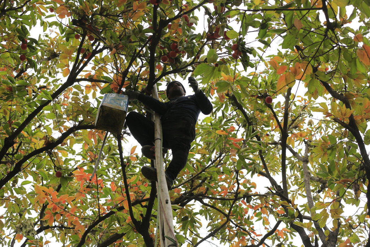 در باره قدیمیترین میوه دنیا در تهران چه میدانید؟